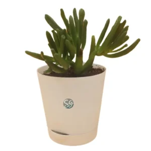 Sansar Green Ovata Plant