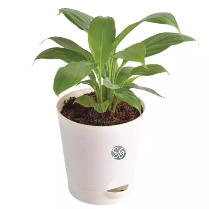 Sansar Green Peace Lily Plant With Self Watering Pot From Sansar Green