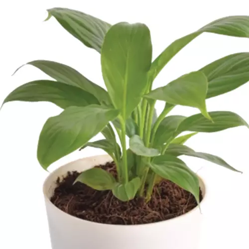 Sansar Green Peace Lily Plant With Self Watering Pot From Sansar Green