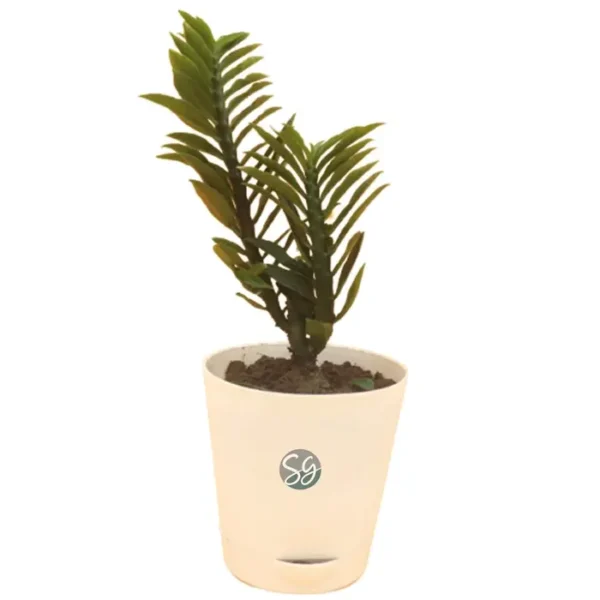 Sansar Green Pedilanthus Devil's Backbone Plant