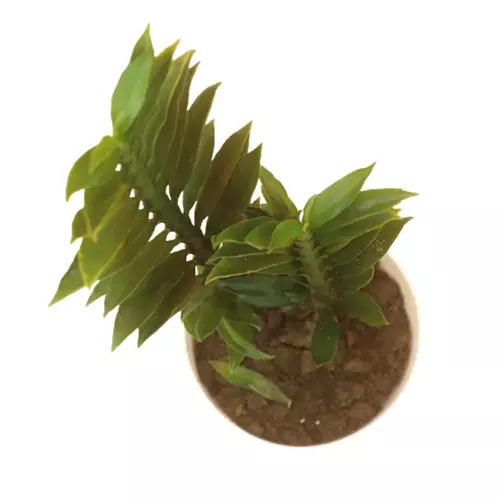 Sansar Green Pedilanthus Devil's Backbone Plant