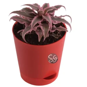 Sansar Green Pink Cryptanthus