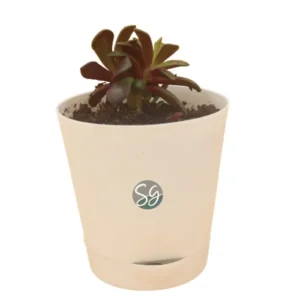 Sansar Green Purple Succulent Plant
