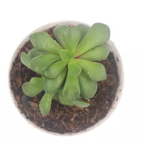 Sansar Green Purple Succulent Plant