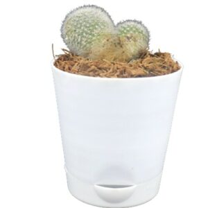 Sansar Green Rebutia Cactus Plant