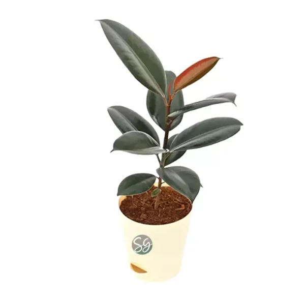 Sansar Green Rubber Plant From Sansar Green