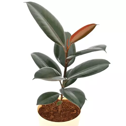Sansar Green Rubber Plant From Sansar Green
