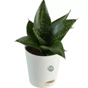 Sansar Green Sansevieria Plant