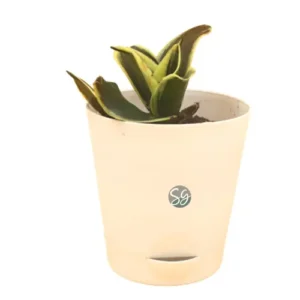 Sansar Green Sansevieria trifasciata Plant