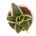 Sansar Green Sansevieria trifasciata Plant Best For Home From Sansar Green
