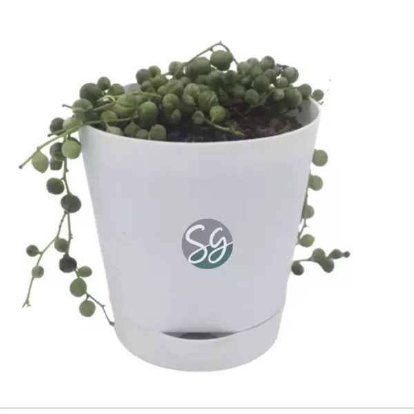 Sansar Green String Of Pearl