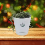 Sansar Green String of Pearl Plants From Sansar Green