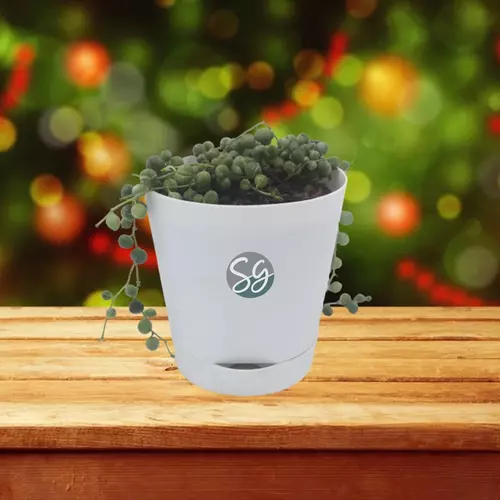 Sansar Green String of Pearl Plants From Sansar Green
