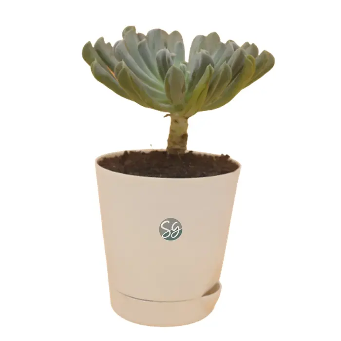 Sansar Green Topsy Succulent Plant