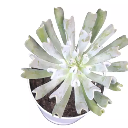 Sansar Green Topsy Succulent Plant in Self Watering Pot From Sansar Green