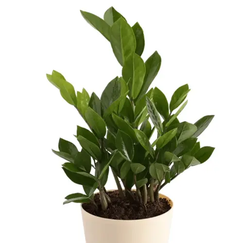 Sansar Green Zz Plant in Self Watering Pot