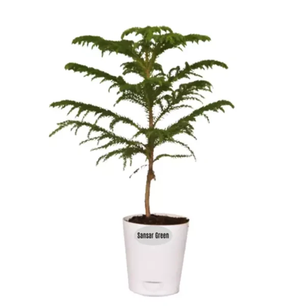 Sansar Green Araucaria Plant From Sansar Green