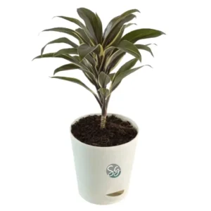 Sansar Green Cordyline Fruticosa Plant From Sansar Green