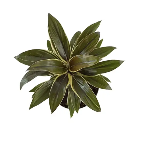 Sansar Green Cordyline Fruticosa Plant By Sansar Green