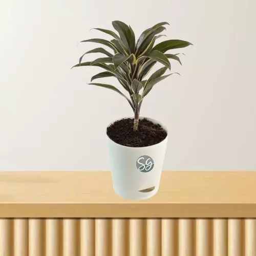 Sansar Green Cordyline Fruticosa Plant From Sansar Green