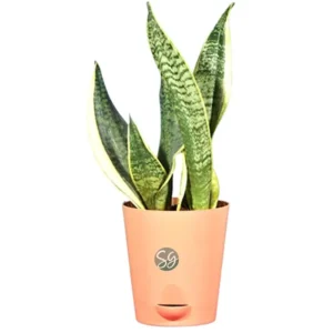 Sansar Green Snake Plant From Sansar Green