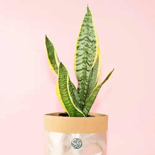 Sansar Green Snake Plant From Sansar Green