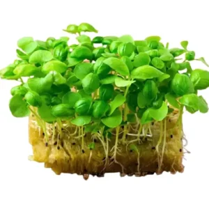 Erwon Basil Lemon Organic Microgreen Seeds From Sansar Green