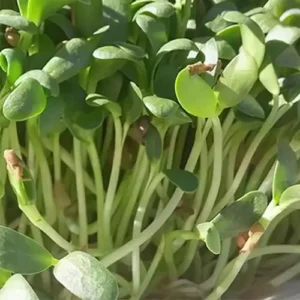 Erwon Fenugreek Organic Microgreen Seeds From Sansar Green