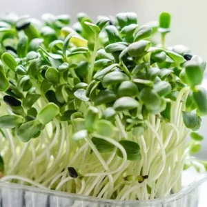 Erwon Gram Organic Microgreen Seeds From Sansar Green