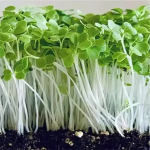 Erwon Pak Choy Organic Microgreen Seeds From Sansar Green