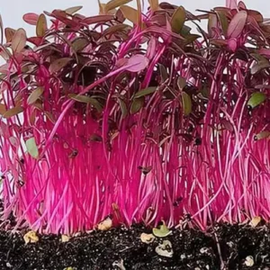 Erwon Red Amarnath Organic Microgreen Seeds From Sansar Green