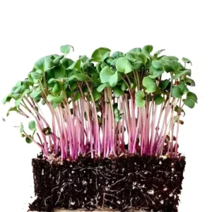 Erwon Red Radish Organic Microgreen Seeds From Sansar Green