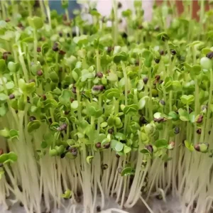 Erwon Spinach Organic Microgreen Seeds From Sansar Green