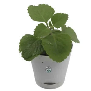 Sansar Green Ajwain Plant With Self Watering Pot From Sansar Green