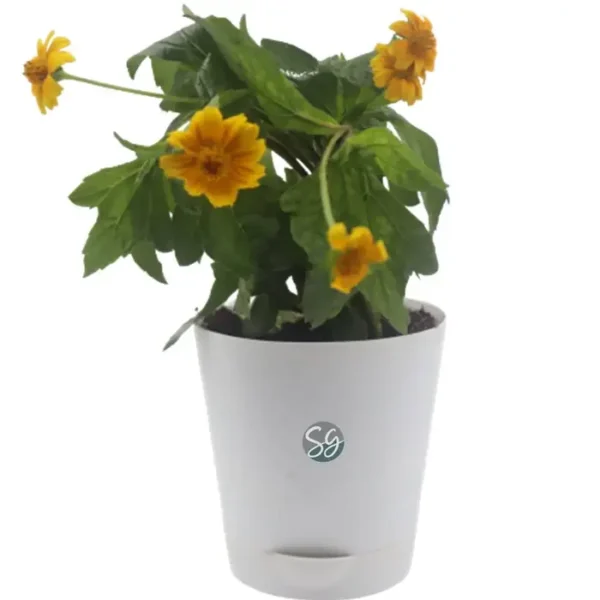 Sansar Green Wadelia Plant With Self Watering Pot From Sansar Green