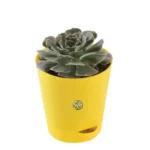 Sansar Green Set Of 3 Good Luck Fortune Plants From Sansar Green