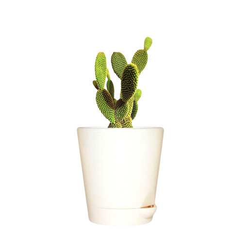 Sansar Green Combo of 3 Indoor Live Plants For Home Décor With Pot