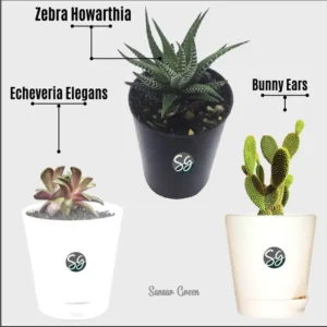 Sansar Green Combo of 3 Indoor Live Plants For Home Décor With Pot