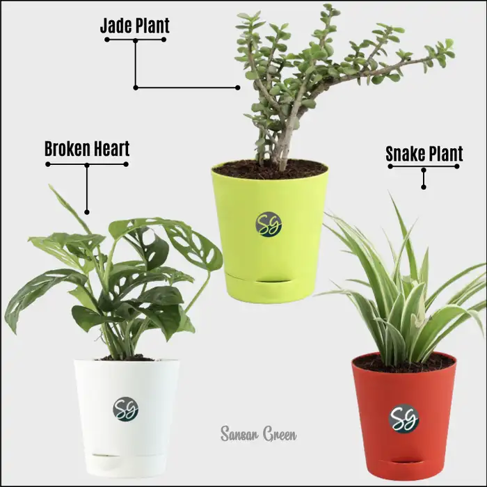Sansar_Green_Combo_of_3_Indoor_Live_Plan_for _Home _&_ Livin_ Room_with_Pot Sansar Green Combo of 3 Indoor Live Plants for Home & Living Room with Pot From Sansar Green