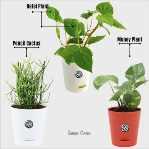 Sansar Green Set Of 3 Lucky Plants From Sansar Green