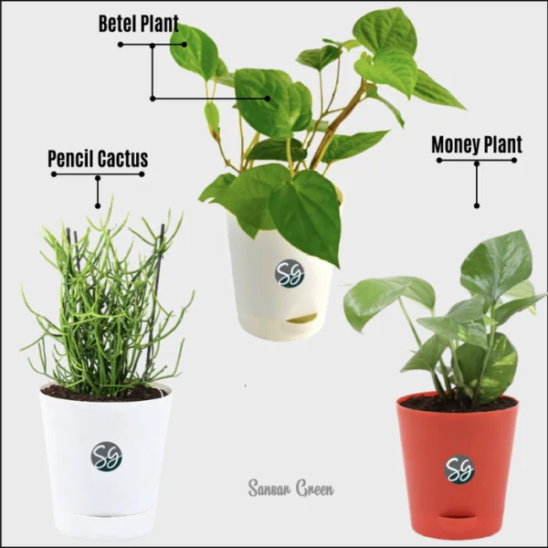 Sansar Green Set Of 3 Lucky Plants From Sansar Green