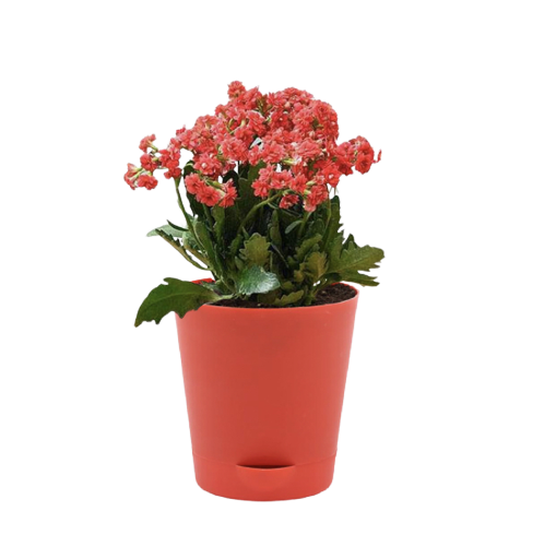 Sansar Green Set of 3 Good Luck Plants From Sansar Green
