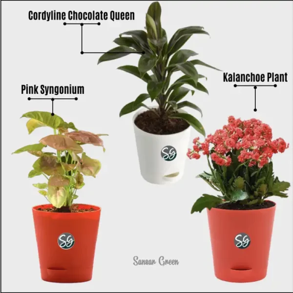 Sansar Green Set of 3 Plants For Healthy and Refreshing Day From Sansar Green