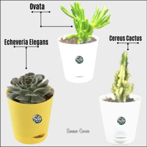 Sansar Green Set Of 3 Good Luck Fortune Plants From Sansar Green