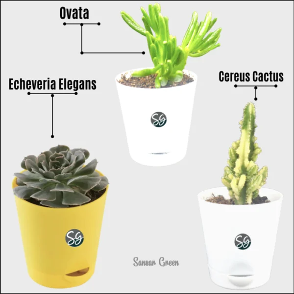 Sansar Green Set Of 3 Good Luck Fortune Plants From Sansar Green