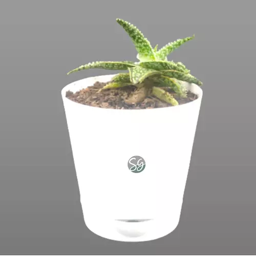 Sansar Green Table Top Plants From Sansar Green