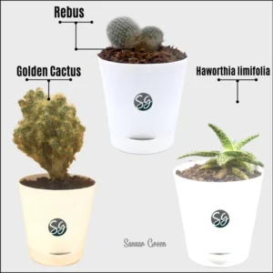 Sansar Green Table Top Plants From Sansar Green
