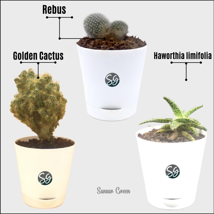 Sansar_Green_Table_Top_Plants_With_Self_Watering_Pots_Sansar_Green Sansar Green Table Top Plants From Sansar Green