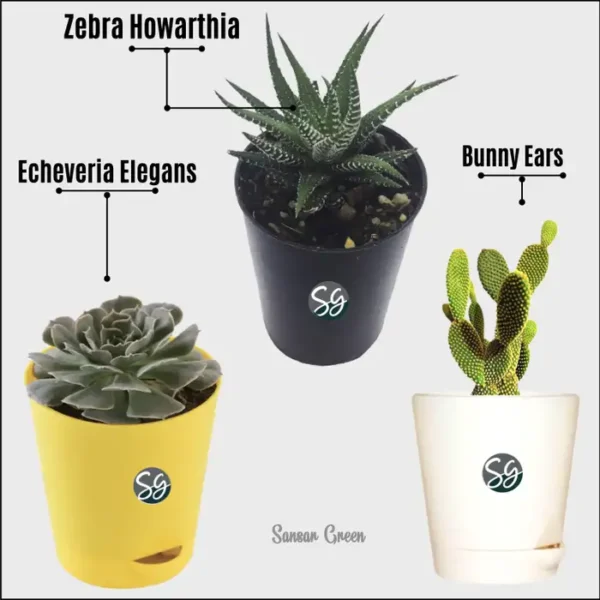 Sansar Green Top 3 Plants For Healthy Life style Plant With Self Watering Pot From Sansar Green