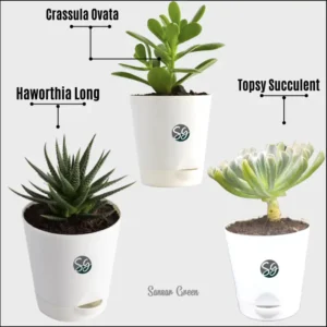 Sansar Green Air Purifier Indoor Plant home With Pot From Sansar Green